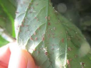 uploads/images/pest/tomato aphids.jpg